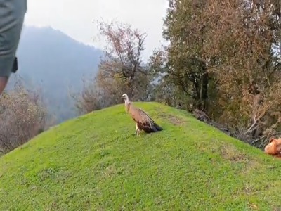 پرواز دوباره کرکس درمان شده بر فراز ارتفاعات گردنه حیران