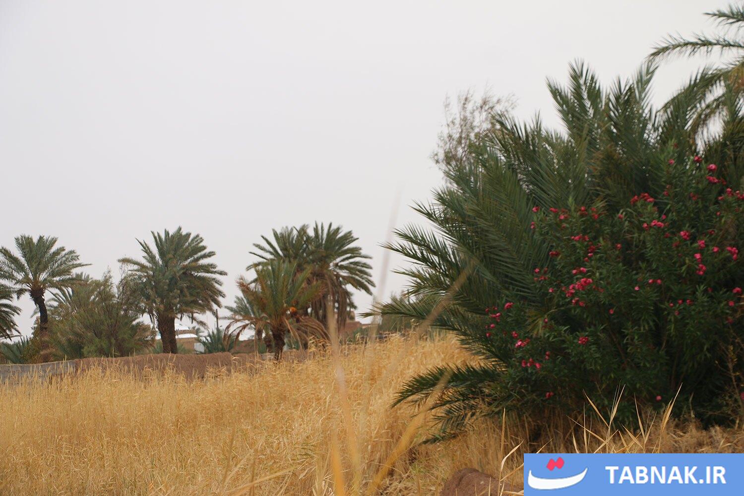 تصاویری از نخلستانهای خور و بیابانک