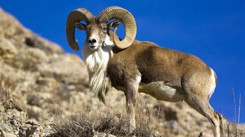 رقص قوچ‌های خراسان شمالی در موسم مستی