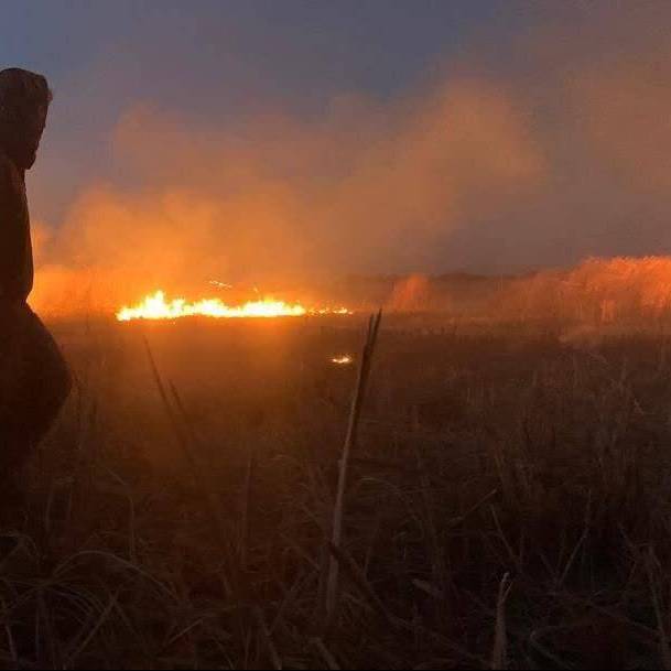 مهار آتش سوزی در نخیلات بخش فین بندرعباس؛ ۸۰۰ اصله نخل در آتش سوخت