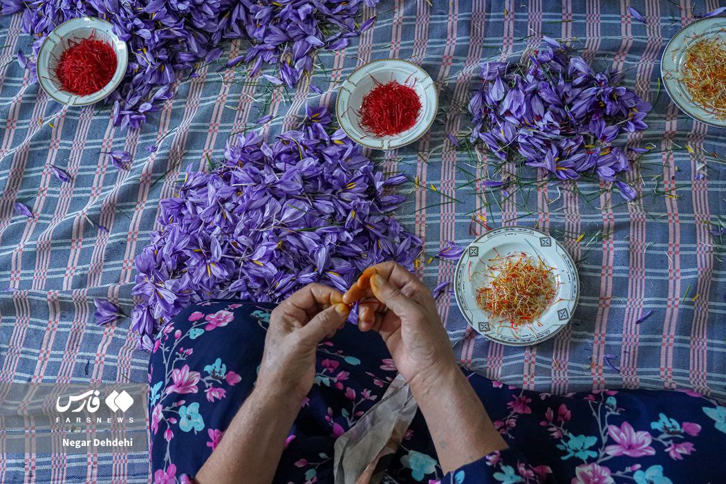  برداشت طلای سرخ در لرستان⠀