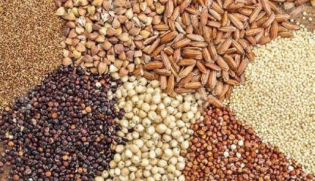 تامین بذر کشت پائیزه در ۴۸ هزار هکتار از مناطق کهگیلویه