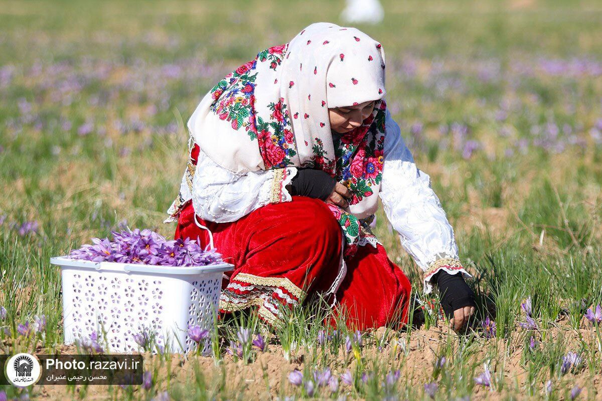 عکس/فصل برداشت طلای سرخ در شهرستان تربت حیدریه