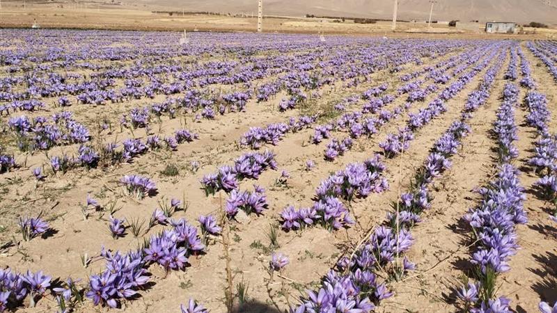 الگوی کشت؛ کلید مقابله با ناترازی تولید در کشاورزی استان اردبیل