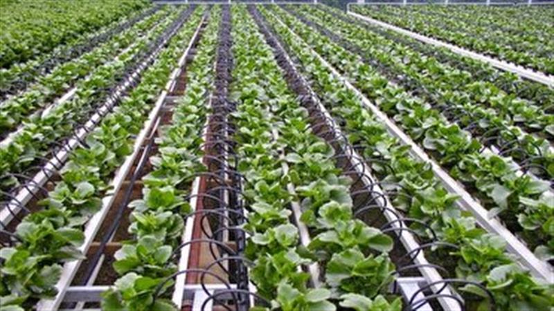 یزد در مسیر کشاورزی هوشمند آبی