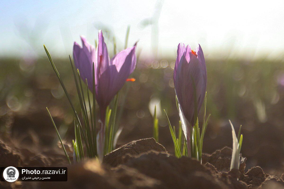 عکس/فصل برداشت طلای سرخ در شهرستان تربت حیدریه