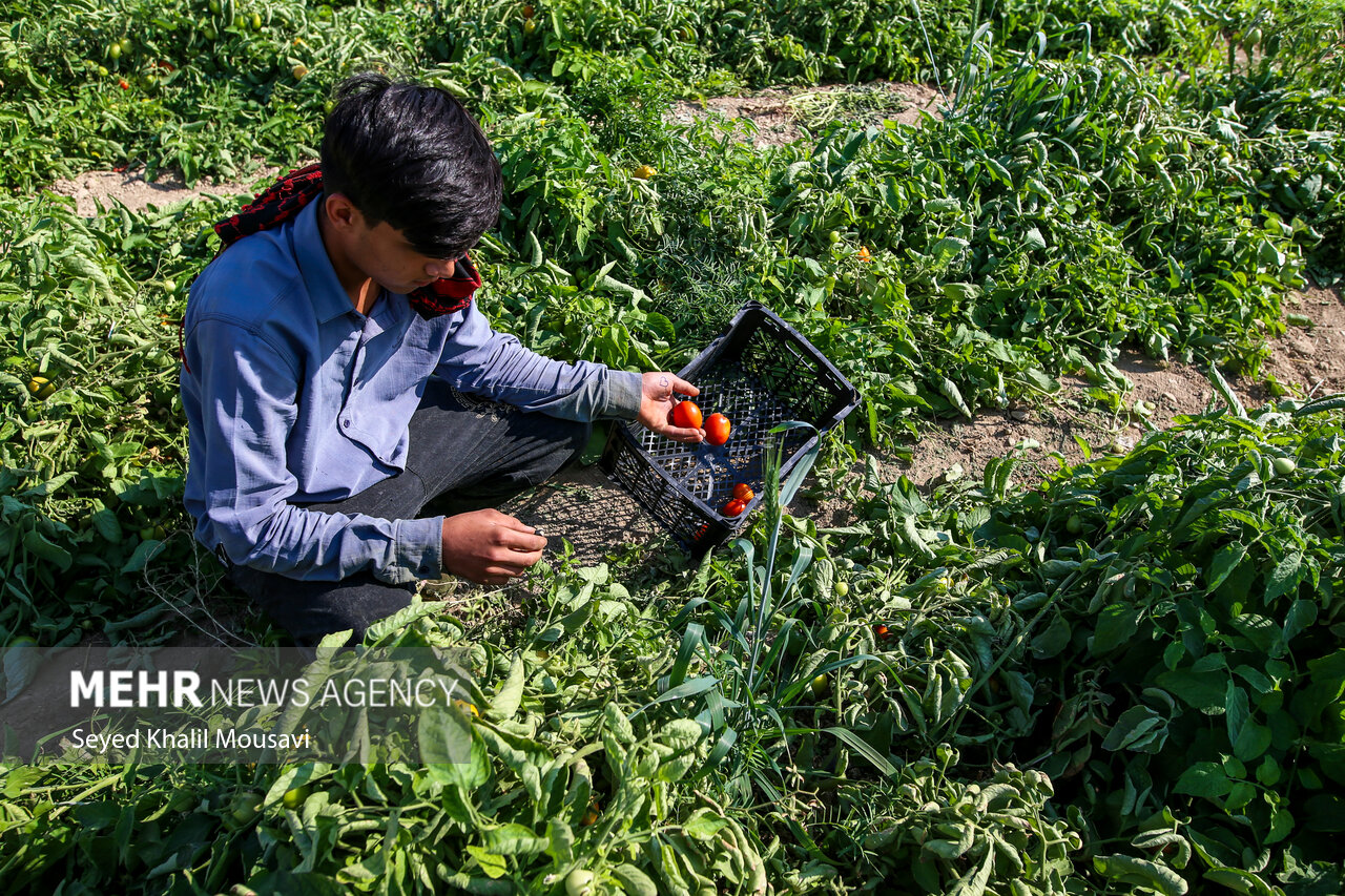 پایداری کشاورزان سرله در دل خشکسالی خوزستان