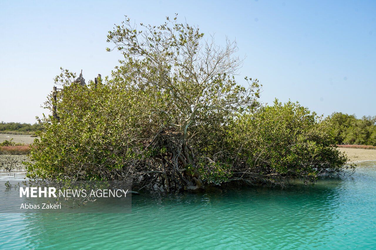جنگل حرا سهیلی؛ شگفتی سبز قشم