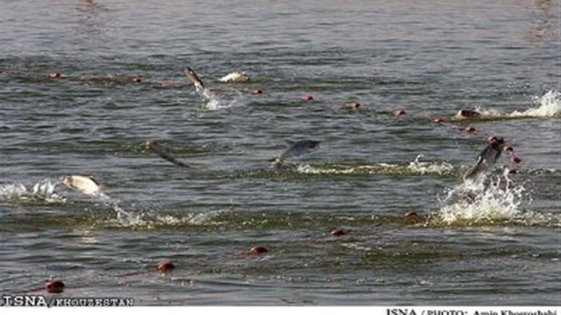 ضرورت بازسازی ذخایر دریایی