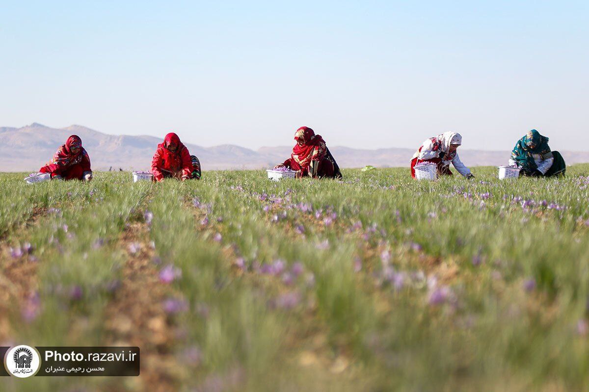 عکس/فصل برداشت طلای سرخ در شهرستان تربت حیدریه