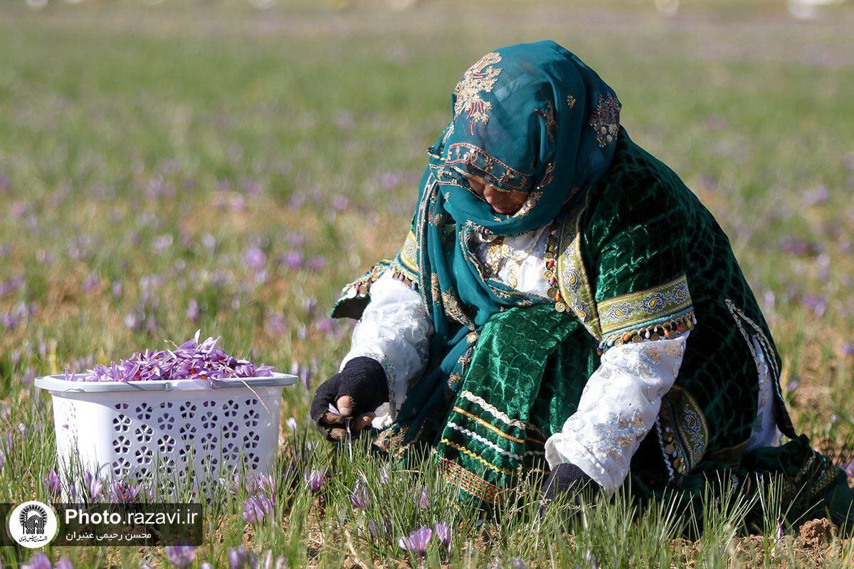 عکس/فصل برداشت طلای سرخ در شهرستان تربت حیدریه