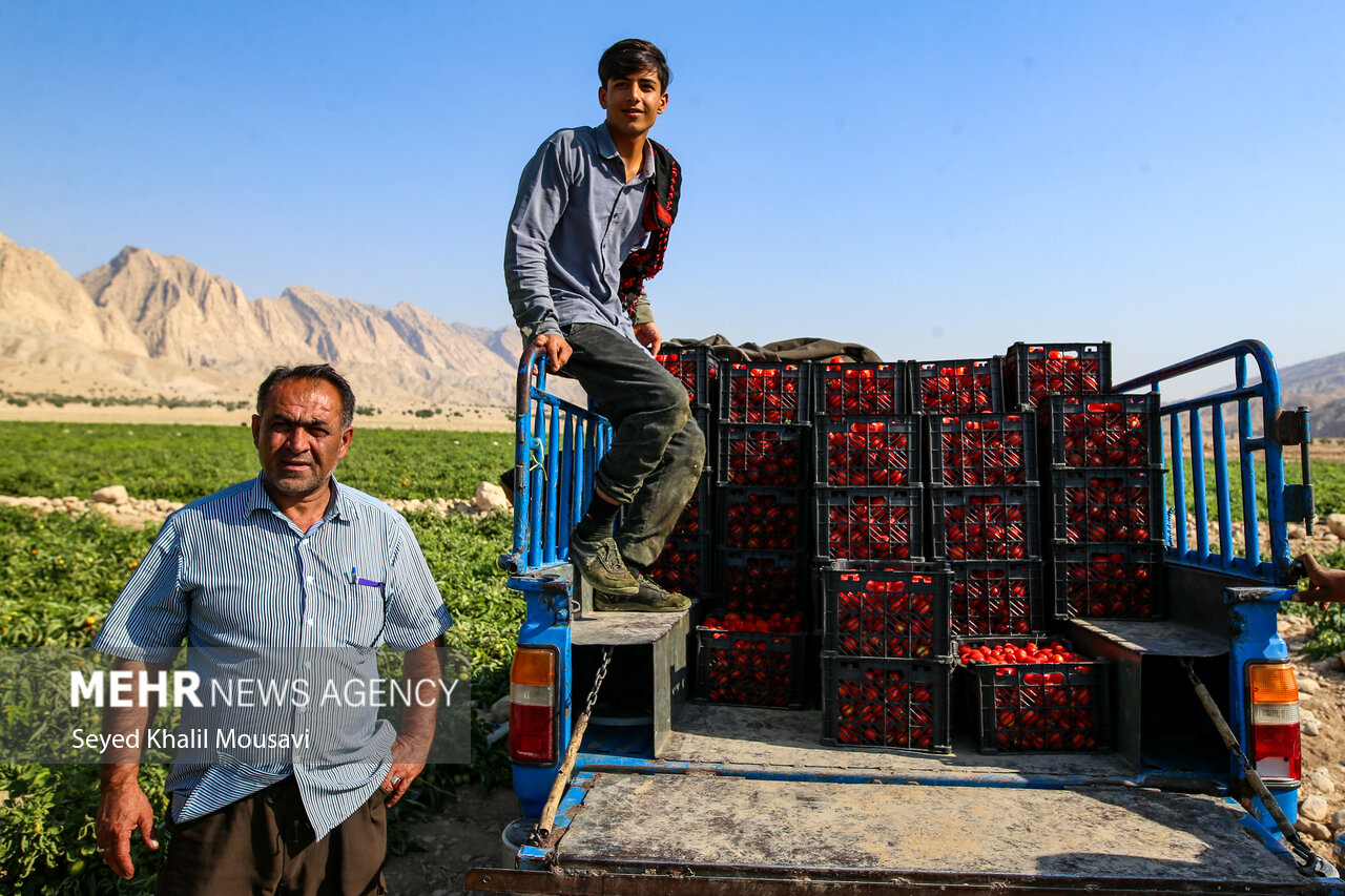 پایداری کشاورزان سرله در دل خشکسالی خوزستان