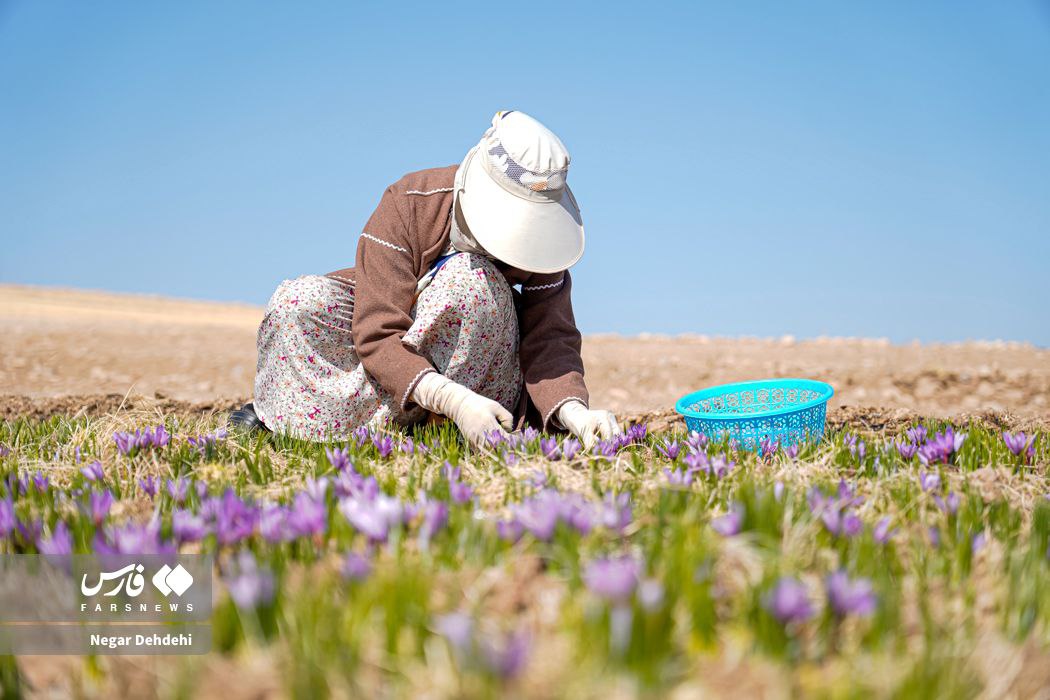  برداشت طلای سرخ در لرستان⠀