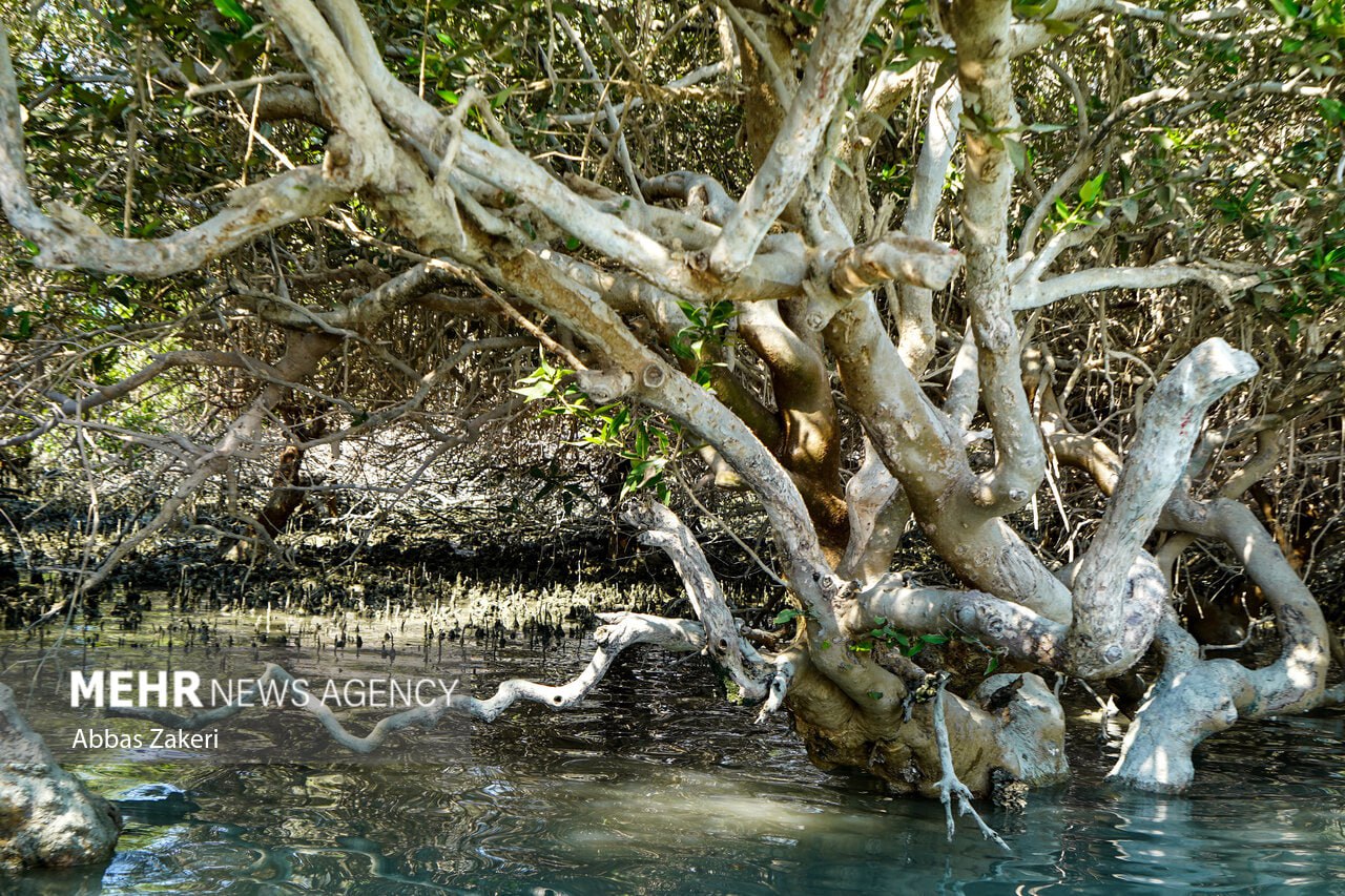 جنگل حرا سهیلی؛ شگفتی سبز قشم