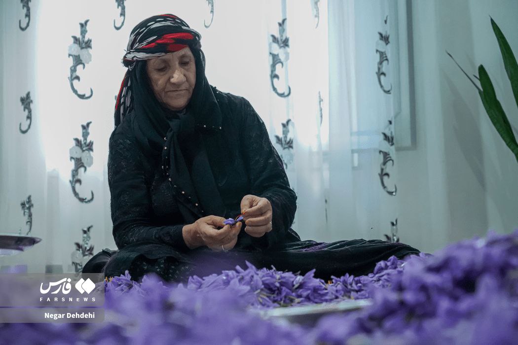  برداشت طلای سرخ در لرستان⠀