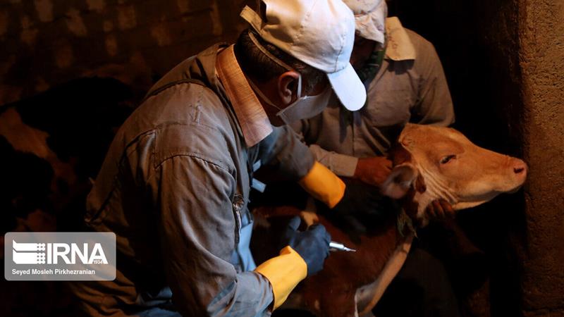 واکسیناسیون ۱۰۵ هزار راس دام در قم