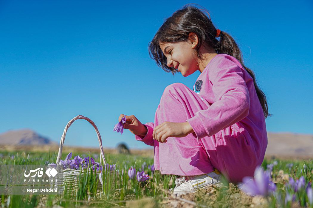  برداشت طلای سرخ در لرستان⠀