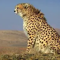 حضور ۲ قلاده یوزپلنگ آسیایی در جوین 