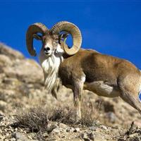 رقص قوچ‌های خراسان شمالی در موسم مستی