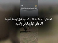 شکار پرریسک شیر ها و رویارویی با فیل مادر