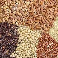 تامین بذر کشت پائیزه در ۴۸ هزار هکتار از مناطق کهگیلویه