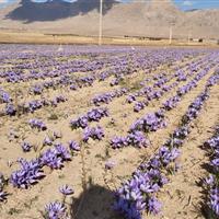 الگوی کشت؛ کلید مقابله با ناترازی تولید در کشاورزی استان اردبیل