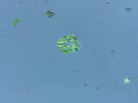 یک دقیقه سفر میکروسکوپی به درون یک قطره آبِ حوض