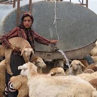 عشایر خراسان شمالی غرق در بی آبی در مناطق قشلاقی