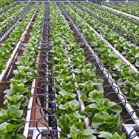 یزد در مسیر کشاورزی هوشمند آبی