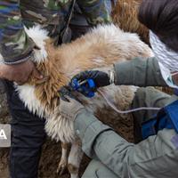 گله های دامی البرز در سلامت هستند؛ اجرای واکسیناسیون گسترده