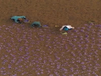 تصویر هوایى از برداشت زعفران در تربت حیدریه