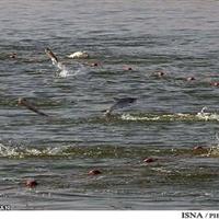 ضرورت بازسازی ذخایر دریایی