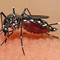 شمار مبتلایان به تب دنگی در هرمزگان باز هم افزایش یافت