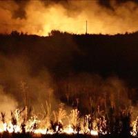 آتش‌سوزی جنگلی گسترده در نیوزیلند