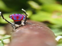 حرکات موزون و بامزه عنکبوت طاووسی