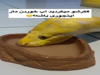 لحظه شگفت‌انگیز آب خوردن مار از نمای نزدیک 