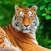 «ببر ونداد» پارک حیات وحش الیمالات تلف شد