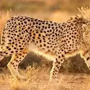 مشاهده دو یوز آسیایی در خراسان رضوی