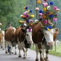 بازگشت رنگارنگ دام‌ها از ارتفاعات آلپ