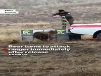 لحظه حمله خرس به محیطبان بعد از آزادسازی در طبیعت! 