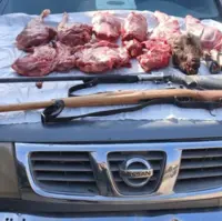 شکارچیان کل وحشی در گچساران به دام قانون افتادند