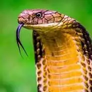 خطرناک ترین شاه کبرای جهان