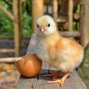 مراحل شکل‌گیری جوجه درون تخم‌مرغ