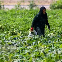 پایداری کشاورزان سرله در دل خشکسالی خوزستان