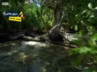 این خرچنگ نمی تواند شنا کند...