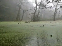 مرداب وهم انگیز دریوک ، کلاردشت، مازندران