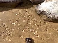 موجود دریایی بی رنگ در سواحل پارسیان هرمزگان