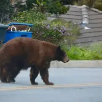 مشاهده یک قلاده خرس در شهر چمستان نور