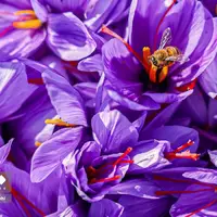  برداشت طلای سرخ در لرستان⠀