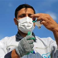 واکسیناسیون استان مرکزی برای مقابله با تب برفکی